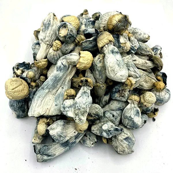 Albino-Tidal-Wave-Magic-Mushrooms.jpg