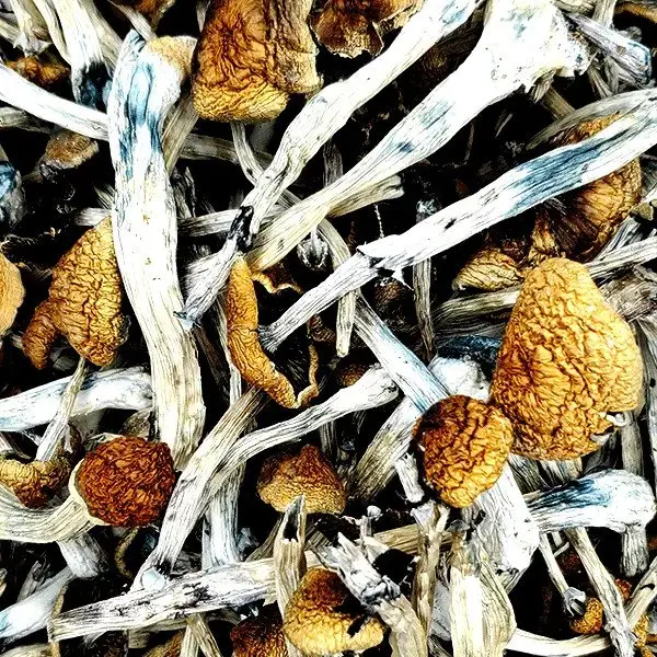 Amazonian-Magic-Mushrooms.webp