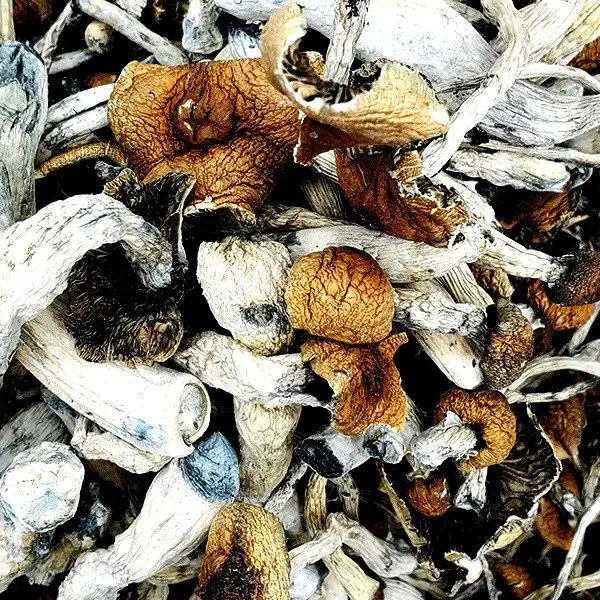 B-Magic-Mushrooms.webp
