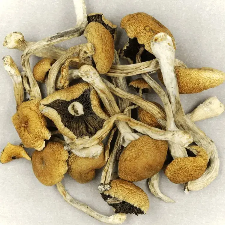 Brazilian-Cubensis-Magic-Mushrooms.webp