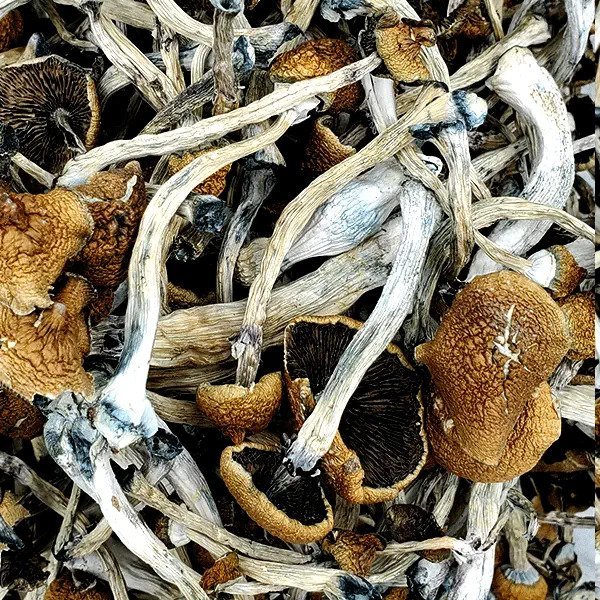 Golden-Emperor-Magic-Mushrooms.jpg