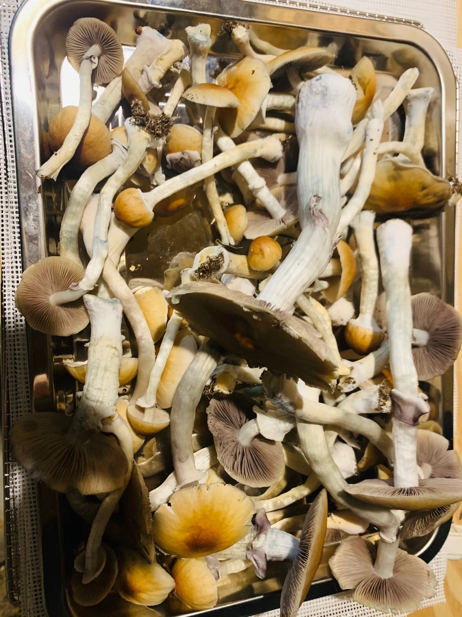 Golden-Teacher-Magic-Mushrooms.jpeg