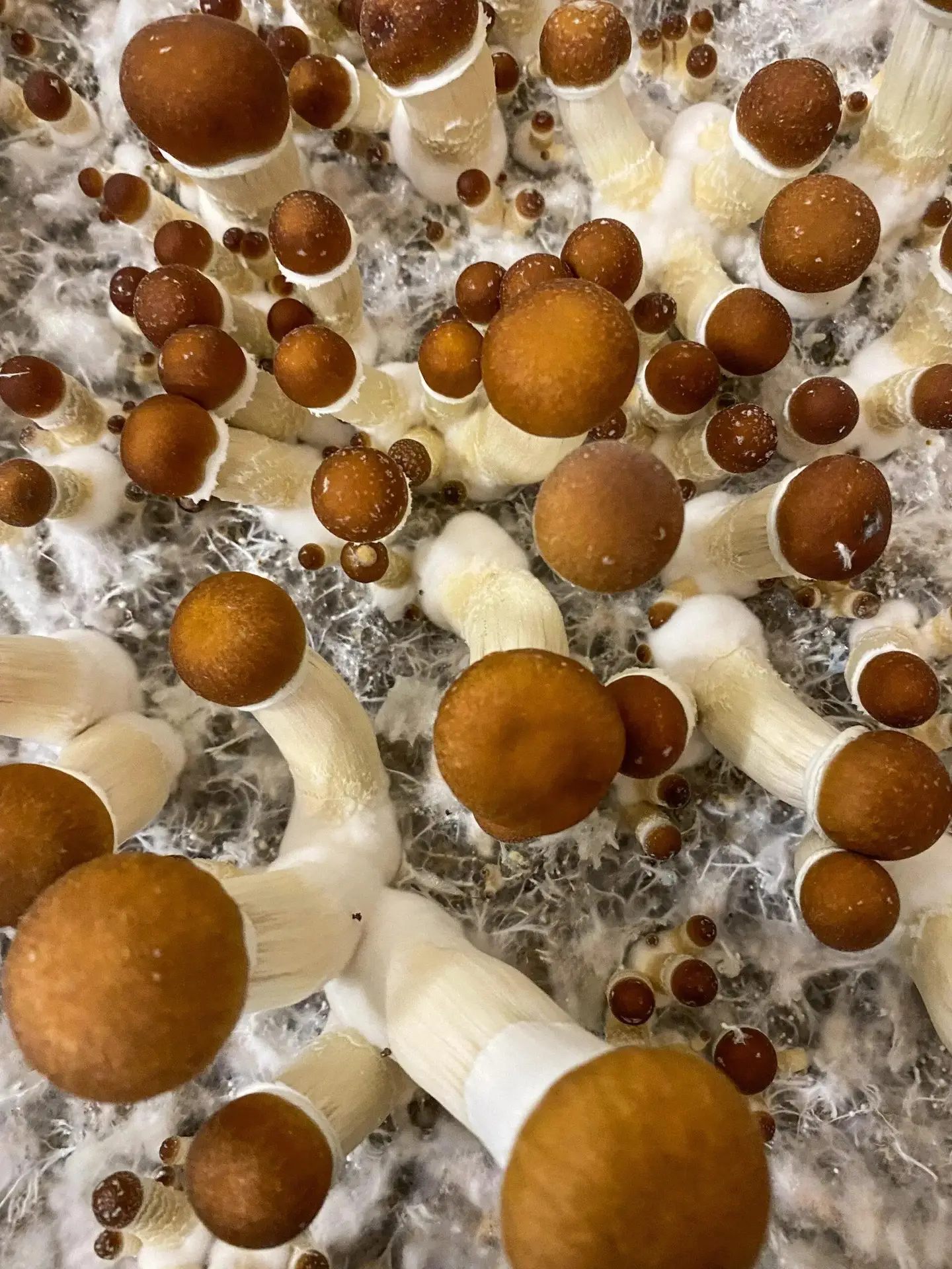 Golden-Teacher-Magic-Mushrooms.webp