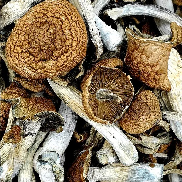 Malabar-Coast-Magic-Mushrooms.jpg