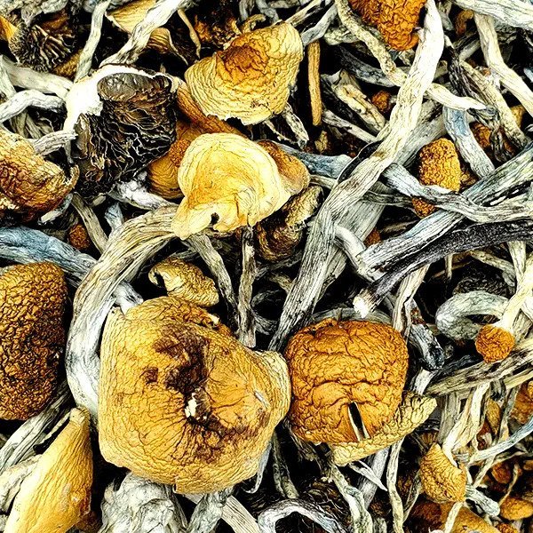 Tosohatchee-Magic-Mushrooms.jpg
